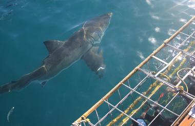 Great white Shark - White Shark Projects